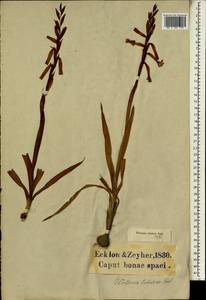 Watsonia aletroides (Burm.f.) Ker Gawl., Africa (AFR) (South Africa)