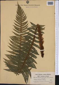 Polystichum aculeatum (L.) Roth, Western Europe (EUR) (Romania)