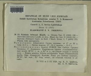 Pylaisia selwynii Kindb., Bryophytes, Bryophytes - Permsky Krai, Udmurt Republic, Sverdlovsk & Kirov Oblasts (B8) (Russia)