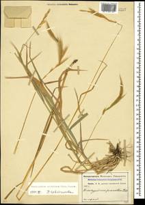 Brachypodium sylvaticum (Huds.) P.Beauv., Caucasus, Abkhazia (K4a) (Abkhazia)