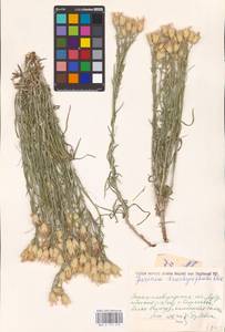 Jurinea stoechadifolia (M. Bieb.) DC., Eastern Europe, North Ukrainian region (E11) (Ukraine)