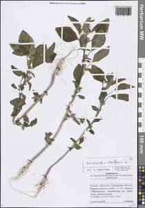 Amaranthus retroflexus L., Eastern Europe, Middle Volga region (E8) (Russia)