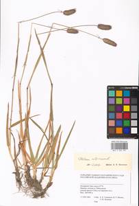 Phleum alpinum L., Siberia, Western Siberia (S1) (Russia)