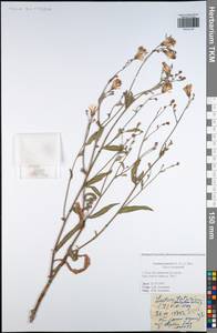 Lactuca tatarica (L.) C. A. Mey., Eastern Europe, Central region (E4) (Russia)