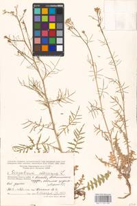 Sisymbrium altissimum L., Eastern Europe, Moscow region (E4a) (Russia)