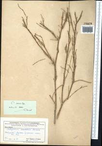 Calligonum murex Bunge, Middle Asia, Caspian Ustyurt & Northern Aralia (M8) (Kazakhstan)