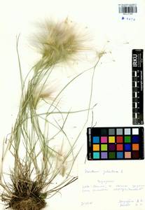 Hordeum jubatum L., Siberia, Baikal & Transbaikal region (S4) (Russia)