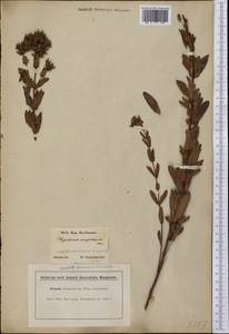 Hypericum punctatum Lam., America (AMER) (United States)