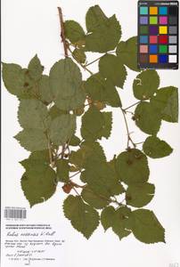 Rubus nessensis Hall, Eastern Europe, Moscow region (E4a) (Russia)