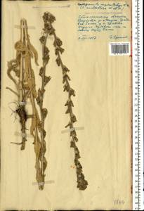 Campanula macrostachya Waldst. & Kit. ex Willd., Eastern Europe, South Ukrainian region (E12) (Ukraine)