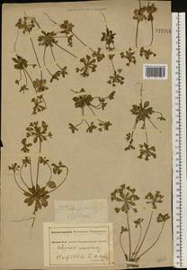 Androsace maxima L., Eastern Europe, South Ukrainian region (E12) (Ukraine)