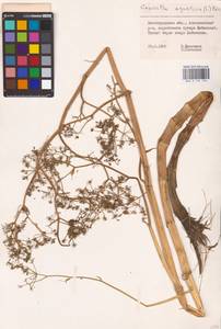 Oenanthe aquatica (L.) Poir., Eastern Europe, Lower Volga region (E9) (Russia)