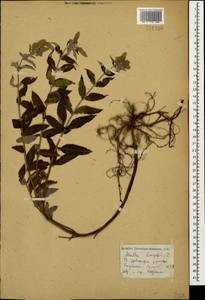 Mentha longifolia (L.) L., Caucasus, Armenia (K5) (Armenia)