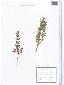 Lamiaceae, Middle Asia, Pamir & Pamiro-Alai (M2) (Uzbekistan)
