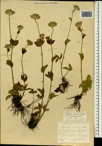 Astrantia maxima Pall., South Asia, South Asia (Asia outside ex-Soviet states and Mongolia) (ASIA) (Turkey)