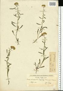 Achillea ×submicrantha Tzvelev, Eastern Europe, Lower Volga region (E9) (Russia)