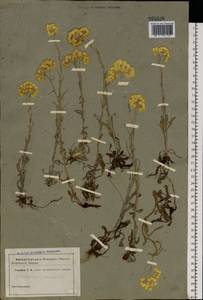 Helichrysum arenarium (L.) Moench, Eastern Europe (no precise locality) (E0) (Not classified)