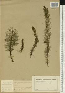 Myriophyllum verticillatum L., Eastern Europe, Moscow region (E4a) (Russia)