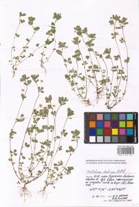 Trifolium dubium Sibth., Eastern Europe, Moscow region (E4a) (Russia)