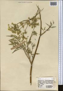 Anthriscus glacialis Lipsky, Middle Asia, Pamir & Pamiro-Alai (M2) (Tajikistan)