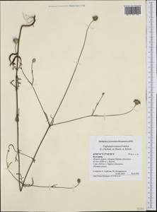 Cephalaria transsylvanica (L.) Schrad. ex Roem. & Schult., Western Europe (EUR) (Bulgaria)