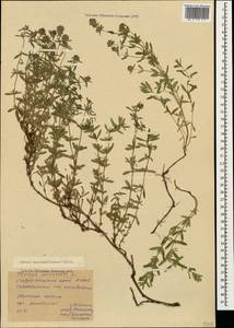 Thymus pannonicus All., Caucasus, Stavropol Krai, Karachay-Cherkessia & Kabardino-Balkaria (K1b) (Russia)