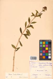 Hylotelephium verticillatum (L.) H. Ohba, Siberia, Russian Far East (S6) (Russia)