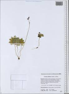 Primula matthioli subsp. sibirica (Andrz. ex Besser) Kovt., Siberia, Baikal & Transbaikal region (S4) (Russia)