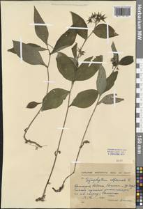 Symphytum officinale L., Western Europe (EUR) (Bulgaria)