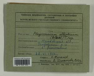 Plagiomnium ellipticum (Brid.) T.J. Kop., Bryophytes, Bryophytes - Central forest-and-steppe region (B10) (Russia)