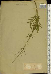 Cephalaria uralensis (Murray) Roem. & Schult., Eastern Europe, South Ukrainian region (E12) (Ukraine)