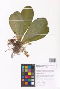 Primula vulgaris Huds., Western Europe (EUR) (Italy)