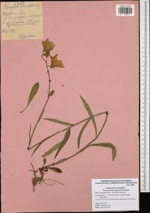 Campanula persicifolia L., Eastern Europe, Central region (E4) (Russia)