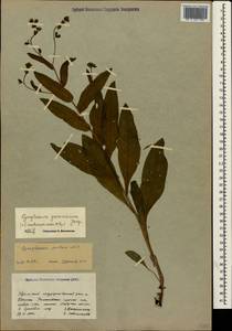 Cynoglossum germanicum Jacq., Crimea (KRYM) (Russia)