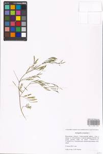 Astragalus arenarius L., Eastern Europe, Moscow region (E4a) (Russia)