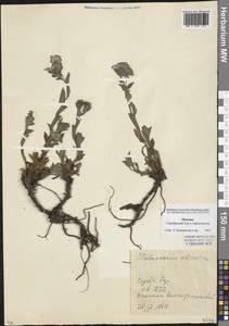 Pulmonaria obscura Dumort., Eastern Europe, Moscow region (E4a) (Russia)