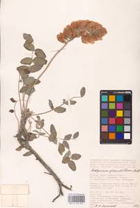 Hedysarum grandiflorum Pall., Eastern Europe, Lower Volga region (E9) (Russia)