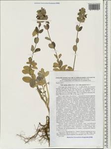 Stachys inflata Benth., Caucasus, Armenia (K5) (Armenia)