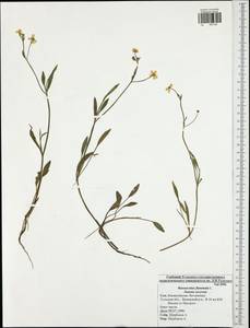 Ranunculus flammula, Eastern Europe, Central region (E4) (Russia)