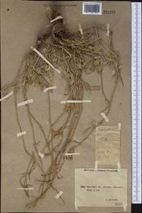 Halimione verrucifera (M.Bieb.) Aellen, Middle Asia, Northern & Central Kazakhstan (M10) (Kazakhstan)