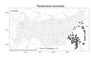Parasenecio auriculata (DC.) J. R. Grant, Atlas of the Russian Flora (FLORUS) (Russia)