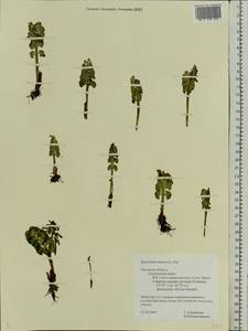 Botrychium lunaria (L.) Sw., Eastern Europe, North-Western region (E2) (Russia)