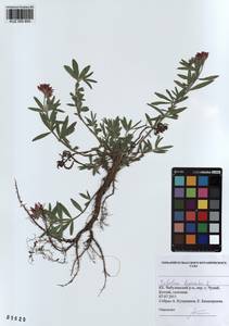 KUZ 000 850, Trifolium lupinaster L., Siberia, Altai & Sayany Mountains (S2) (Russia)