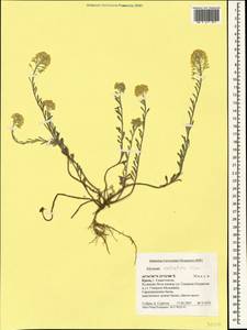 Alyssum rostratum Steven, Crimea (KRYM) (Russia)