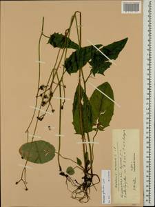 Hieracium jurassicum subsp. translucens (Arv.-Touv.) Greuter, Eastern Europe, Central forest region (E5) (Russia)