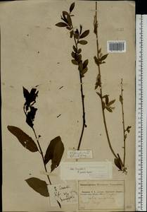 Salix triandra L., Eastern Europe, Middle Volga region (E8) (Russia)
