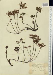 Phedimus hybridus (L.) 't Hart, Eastern Europe, Eastern region (E10) (Russia)