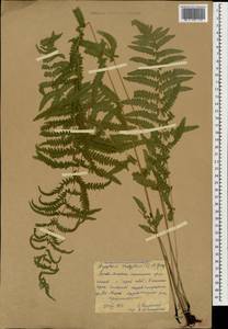 Thelypteris palustris Schott, Caucasus, North Ossetia, Ingushetia & Chechnya (K1c) (Russia)