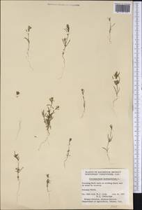 Corispermum hyssopifolium L., America (AMER) (Canada)