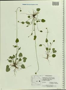 Parnassia palustris L., Eastern Europe, North-Western region (E2) (Russia)